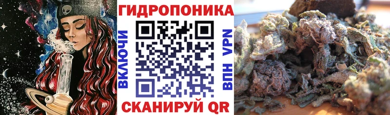Конопля сатива  Тетюши 